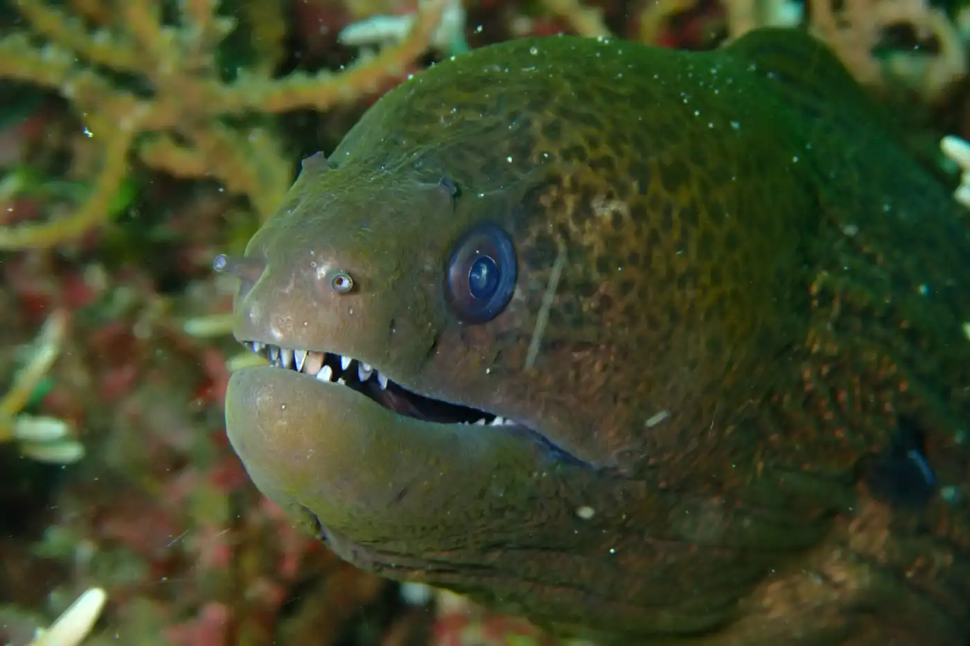 Close-up of a moray eel with sharp teeth and vibrant blue eyes in its natural habitat, showcasing Sabah's diverse marine life.