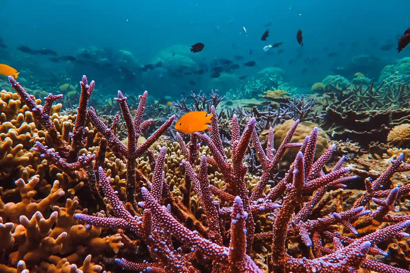 Vibrant coral reef with purple staghorn corals and a bright orange fish in Mantanani Island waters.
