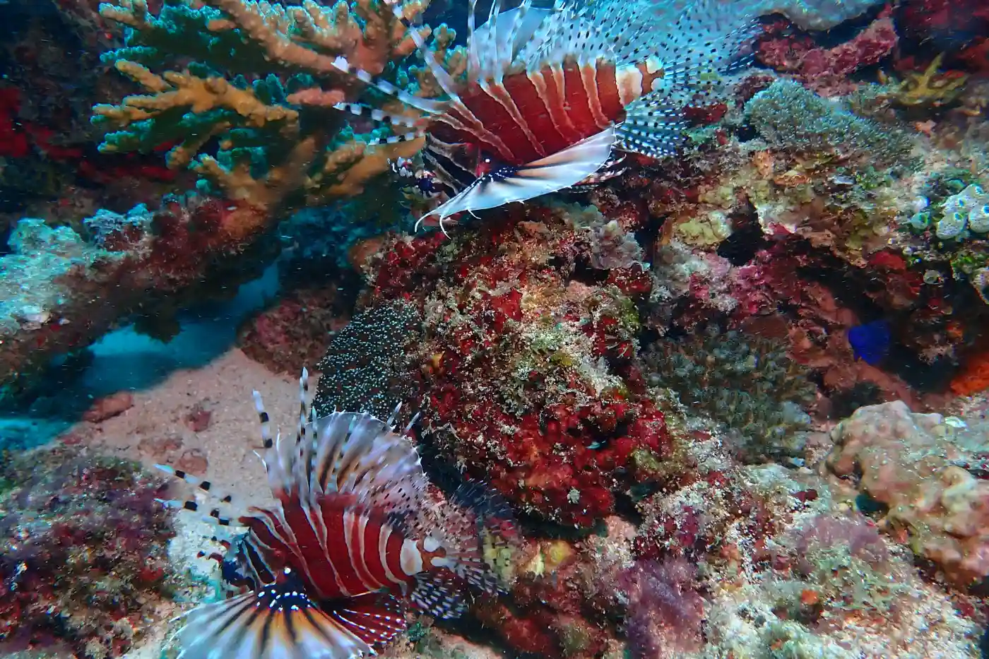 Colorful lionfish swimming among vibrant coral reefs in Mantanani Island, Sabah.