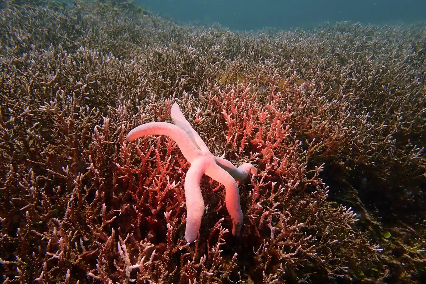 jsk-mantanani-island-resort-sabah-coral-reef-starfish