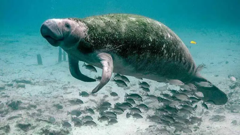 Dugong image